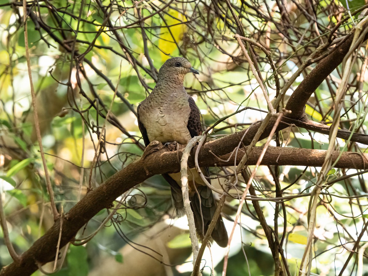 Barred Cuckoo-Dove - ML544544081
