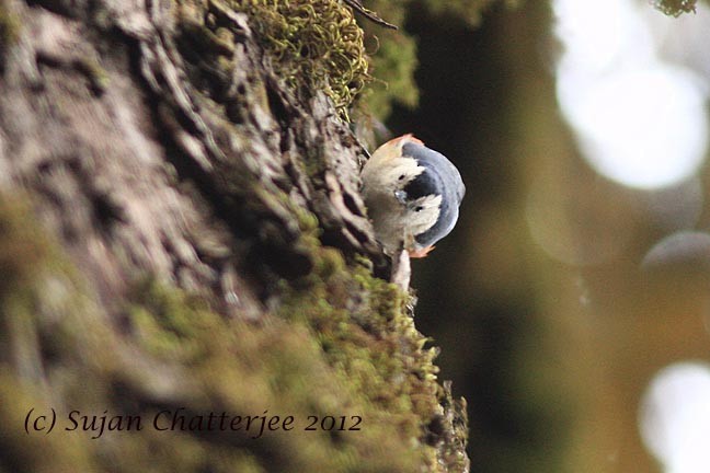 White-cheeked Nuthatch - ML544544131
