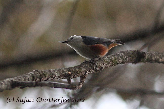 White-cheeked Nuthatch - ML544544141