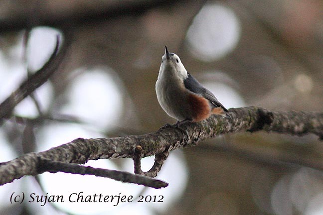 White-cheeked Nuthatch - ML544544151
