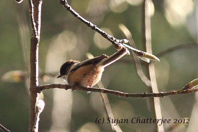 White-throated Tit - Sujan Chatterjee