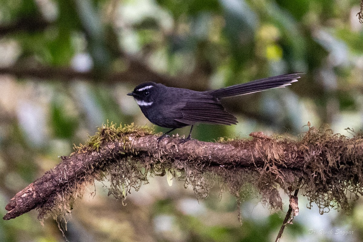 White-throated Fantail - ML544552941