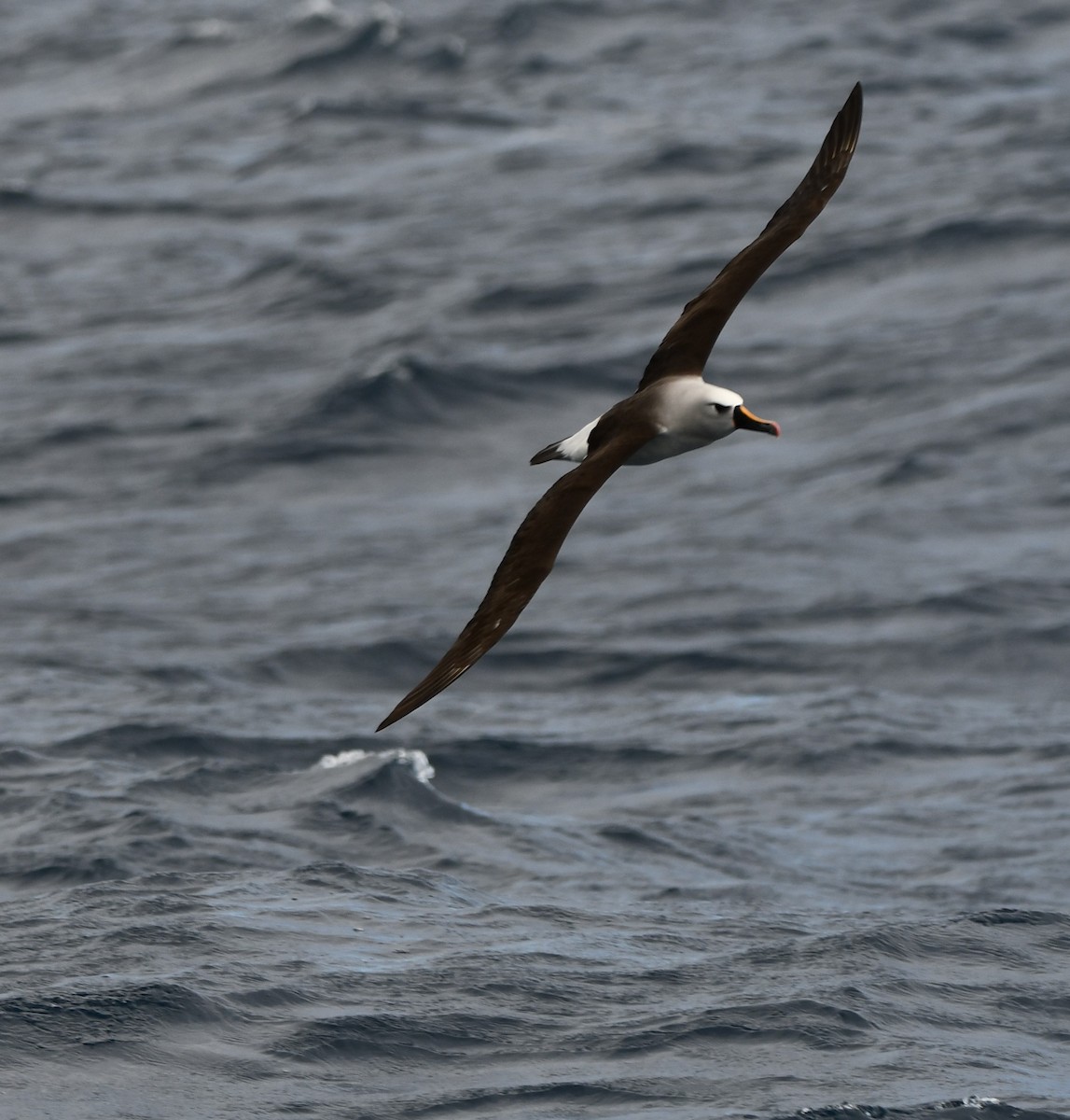Atlantic/Indian Yellow-nosed Albatross - Mike Crownover
