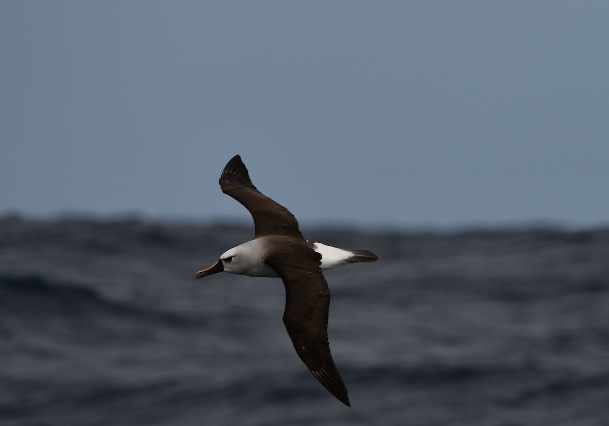 Atlantic/Indian Yellow-nosed Albatross - Mike Crownover