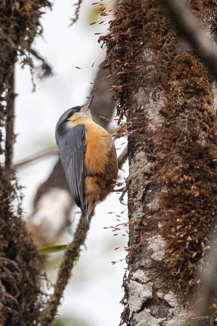 White-tailed Nuthatch - ML544558151