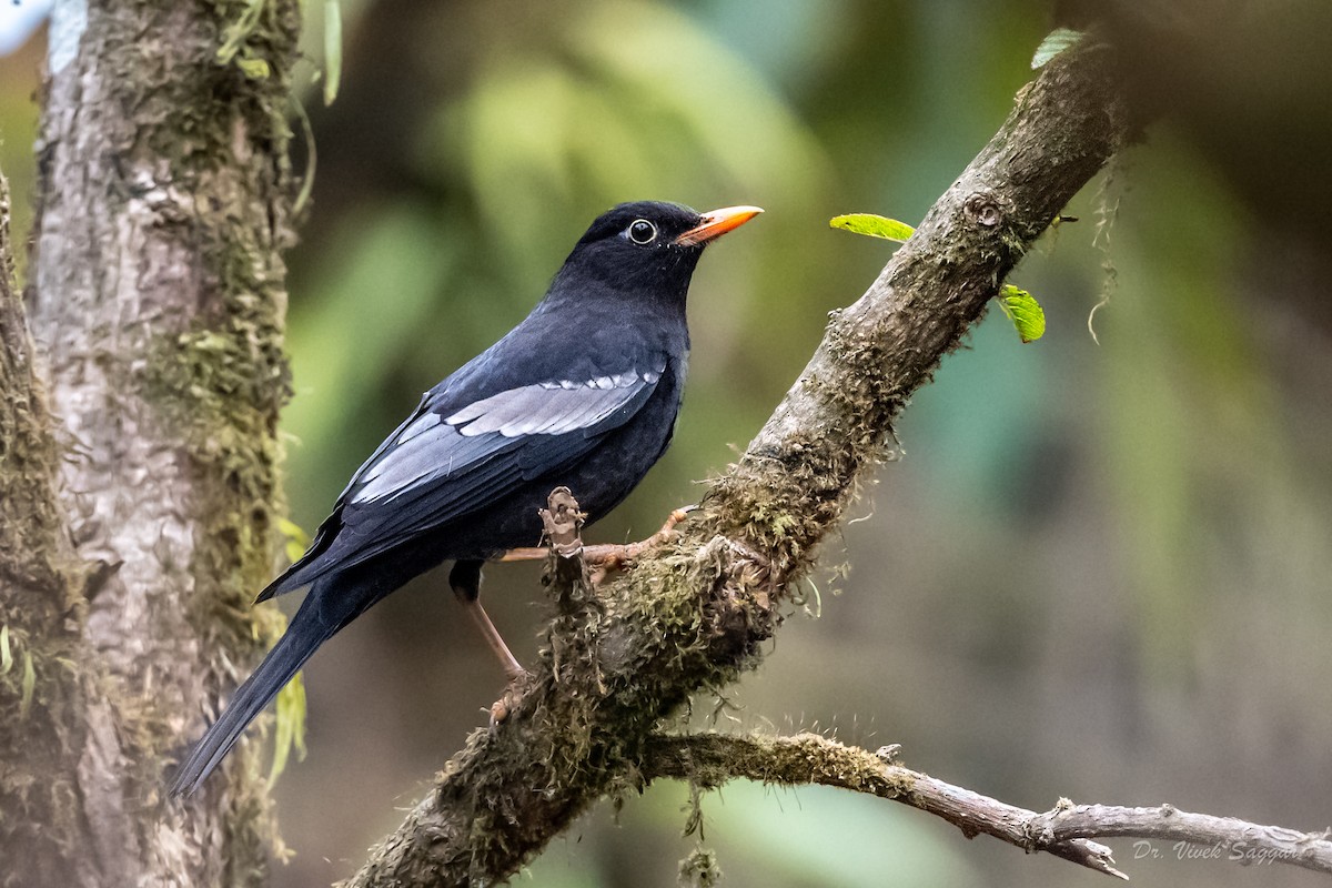 Gray-winged Blackbird - Vivek Saggar