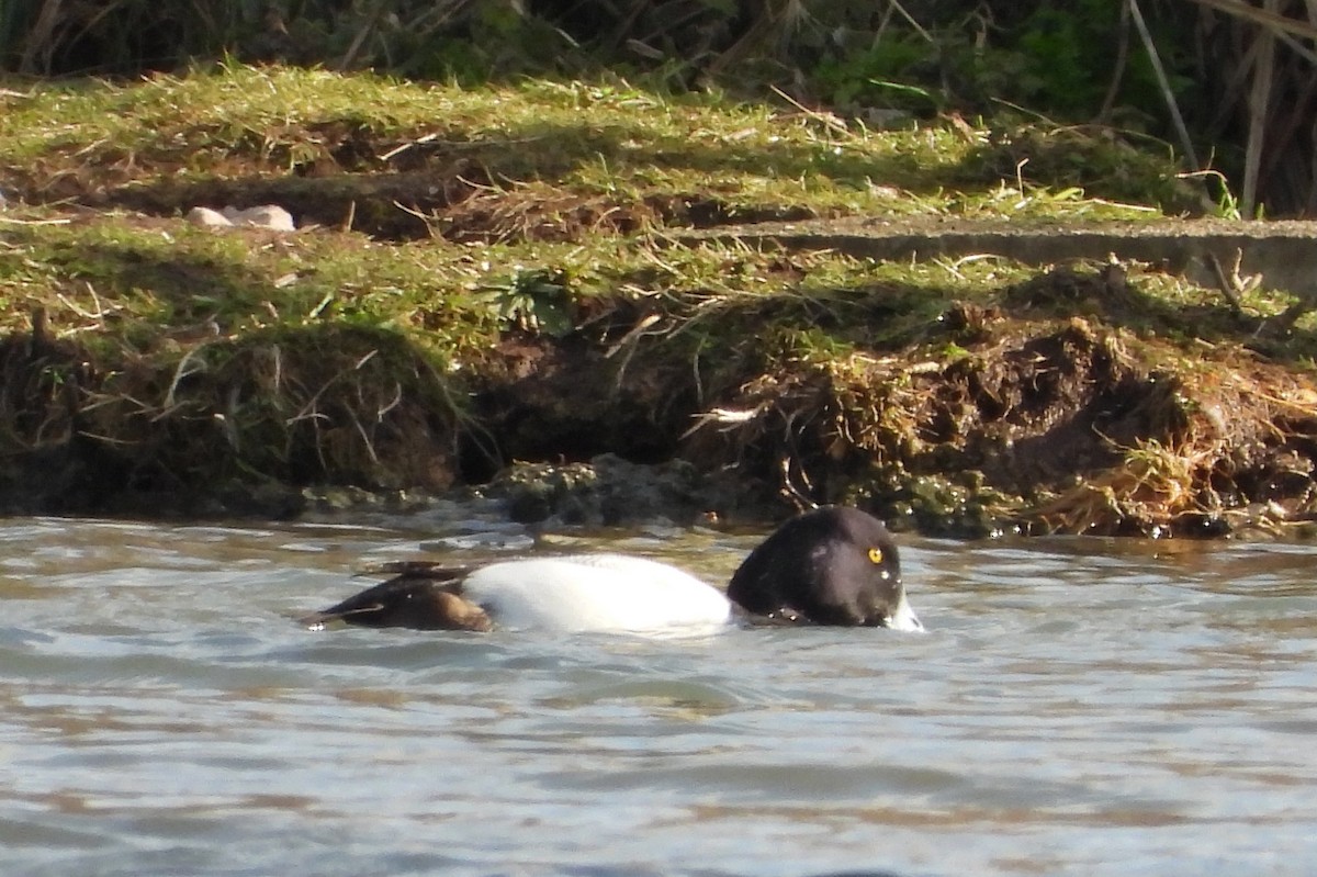 Greater Scaup - ML544562641