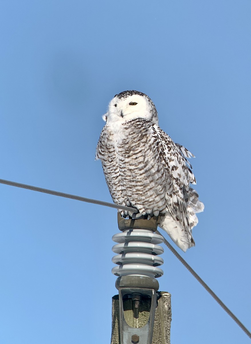 EBird Checklist 11 Mar 2023 Wolfe Island 34 Species