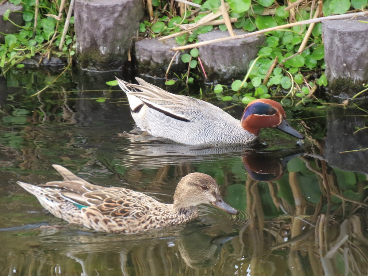 Green-winged Teal - ML544570051