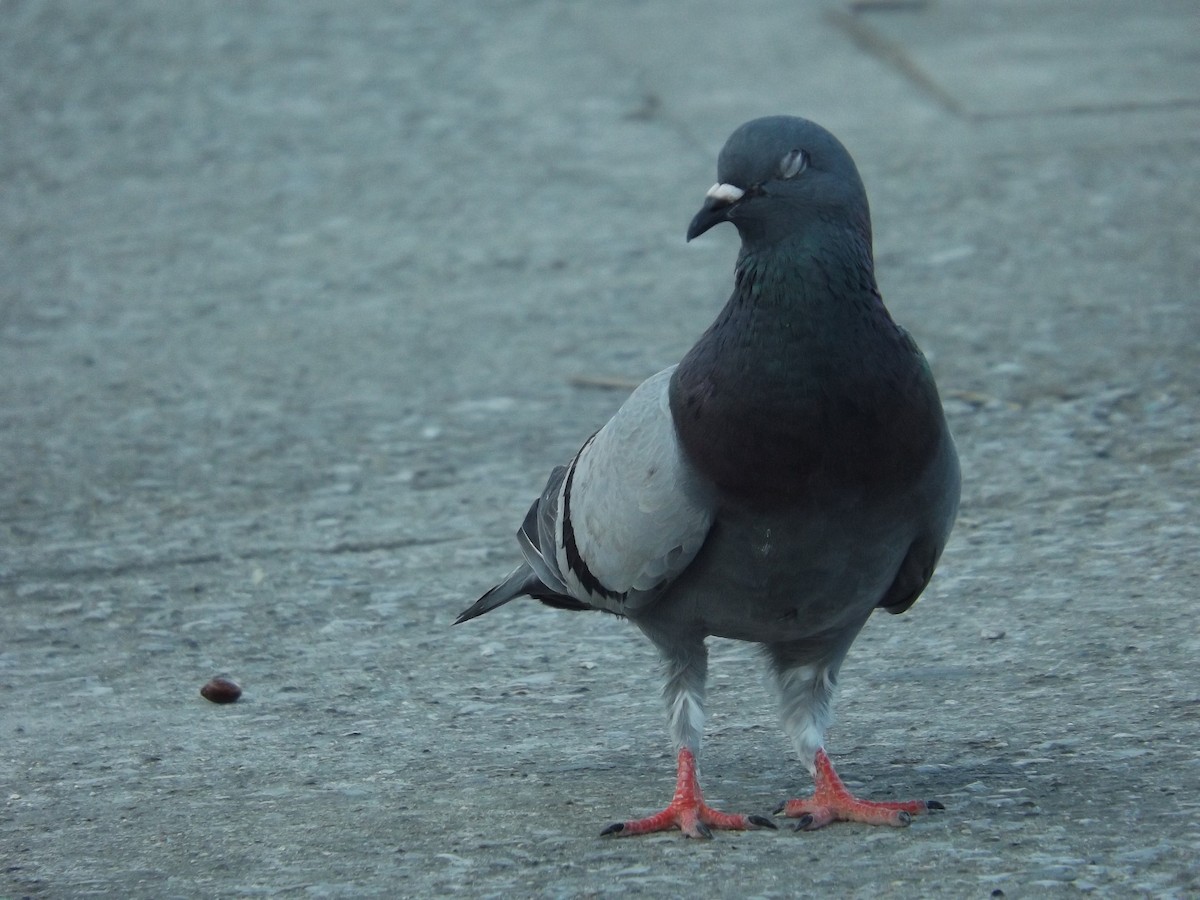 Rock Pigeon (Feral Pigeon) - Luis Armando Jimenez Sánchez