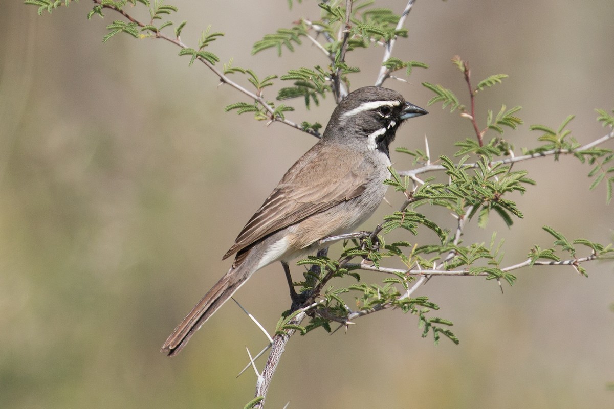 Black-throated Sparrow - Patrick Van Thull