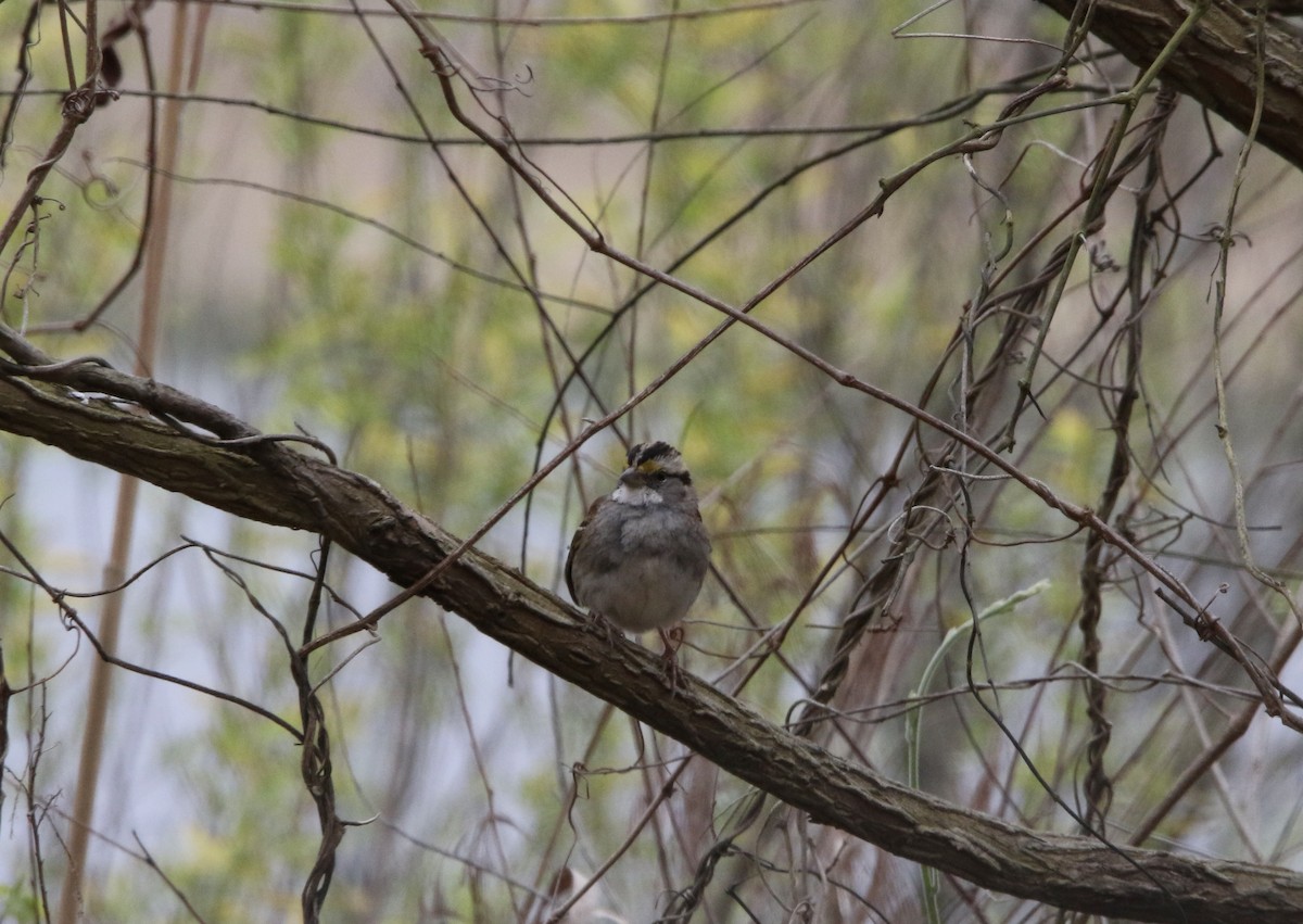 White-throated Sparrow - ML544579741