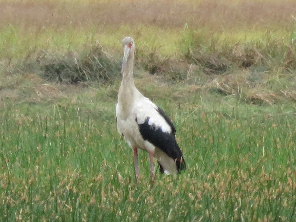 Maguari Stork - Hillary Cabrera