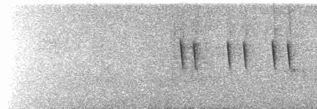  - Esmeraldas Woodstar