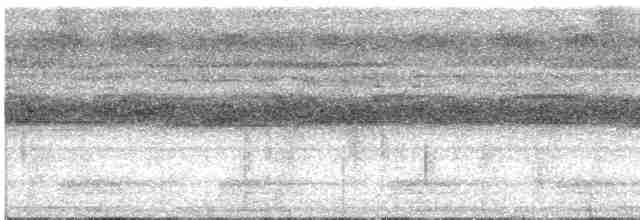 Podargo Ocelado (grupo ocellatus) - ML544589721