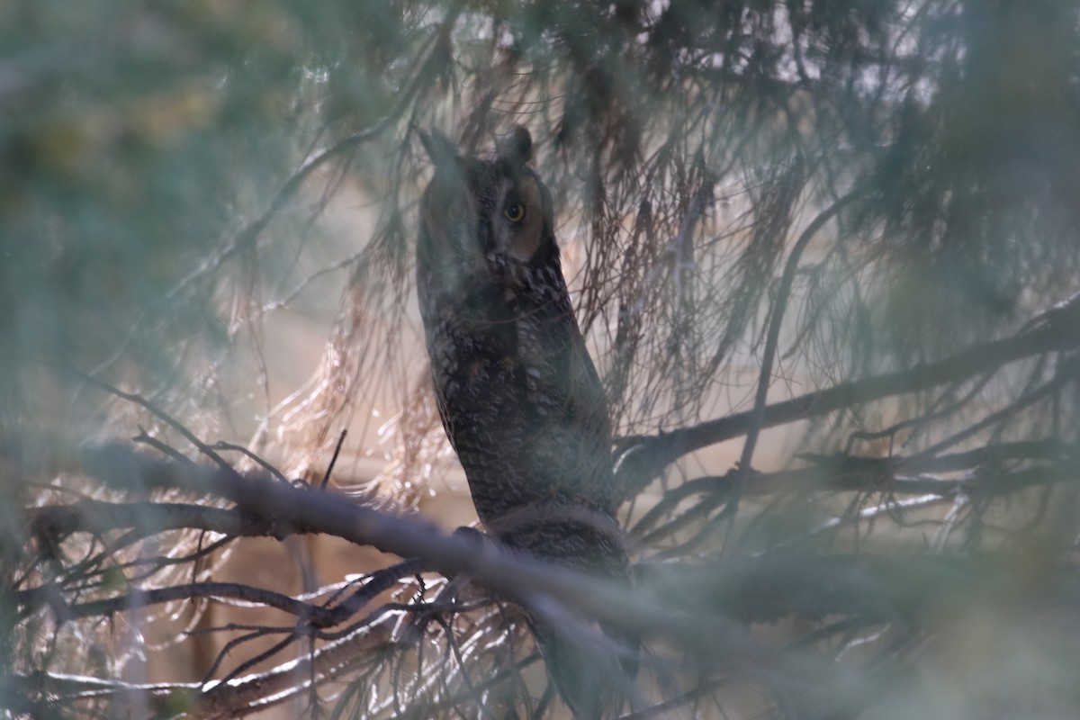 Long-eared Owl - ML544590891