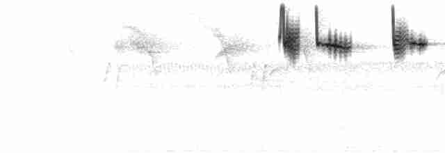  - Rufous-tailed Hummingbird (Rufous-tailed)