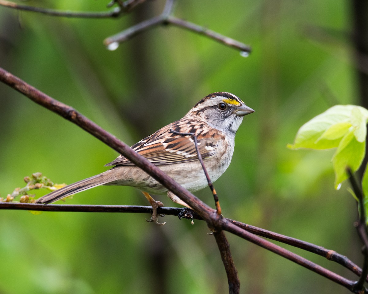 White-throated Sparrow - ML54459861
