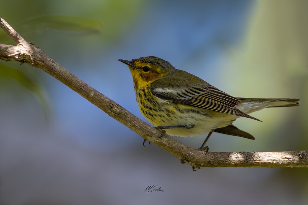 Cape May Warbler - ML544599231