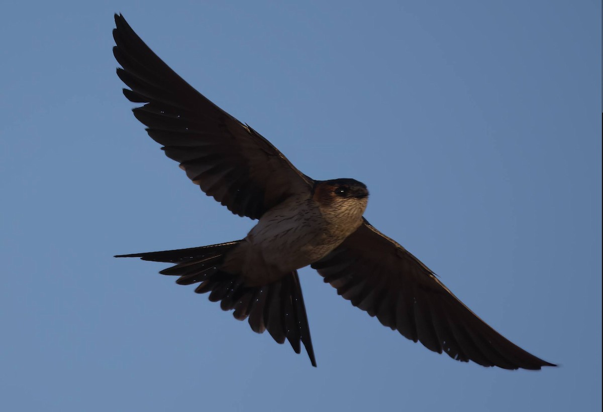 Red-rumped Swallow - ML544599661