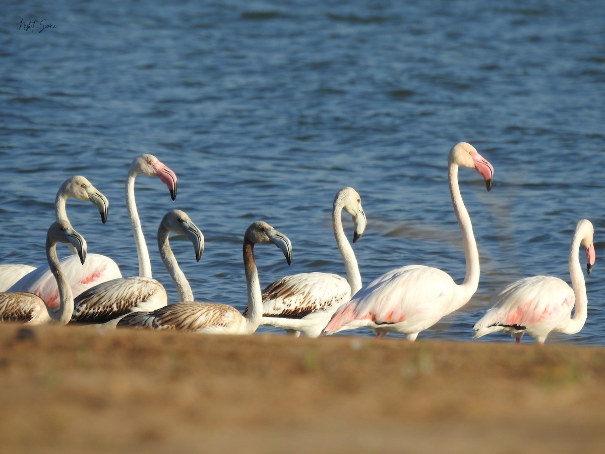 Greater Flamingo - ML544601721