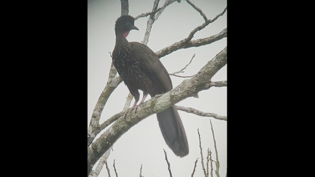 Crested Guan - ML544601741