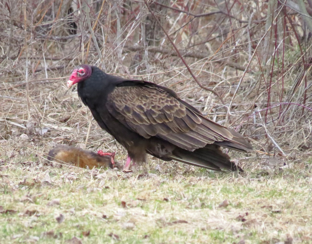 Turkey Vulture - Patrice Franche