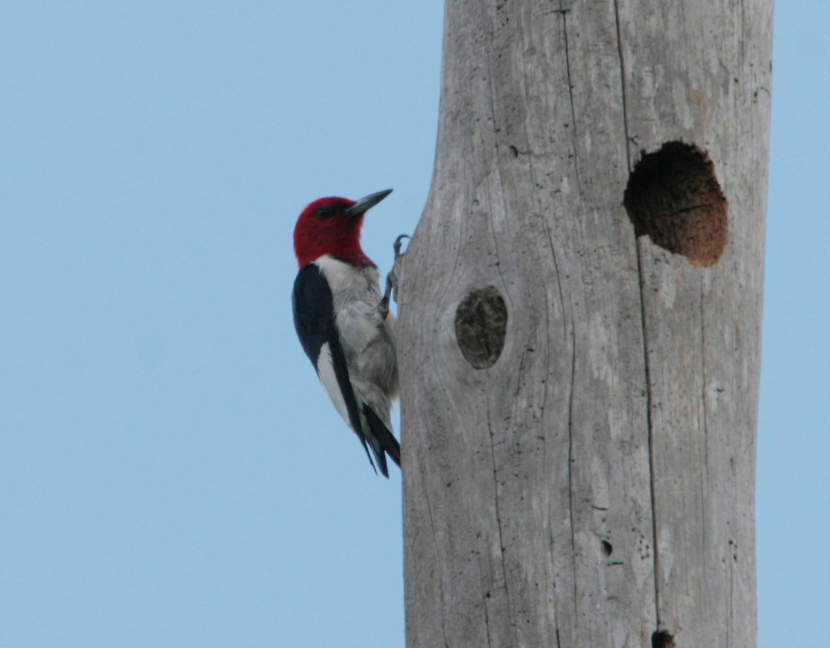 Red-headed Woodpecker - ML544606901