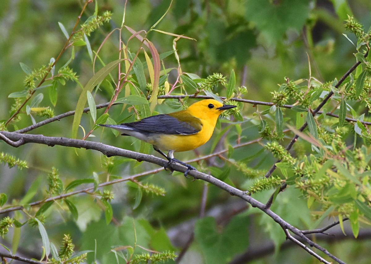 Prothonotary Warbler - ML54461041