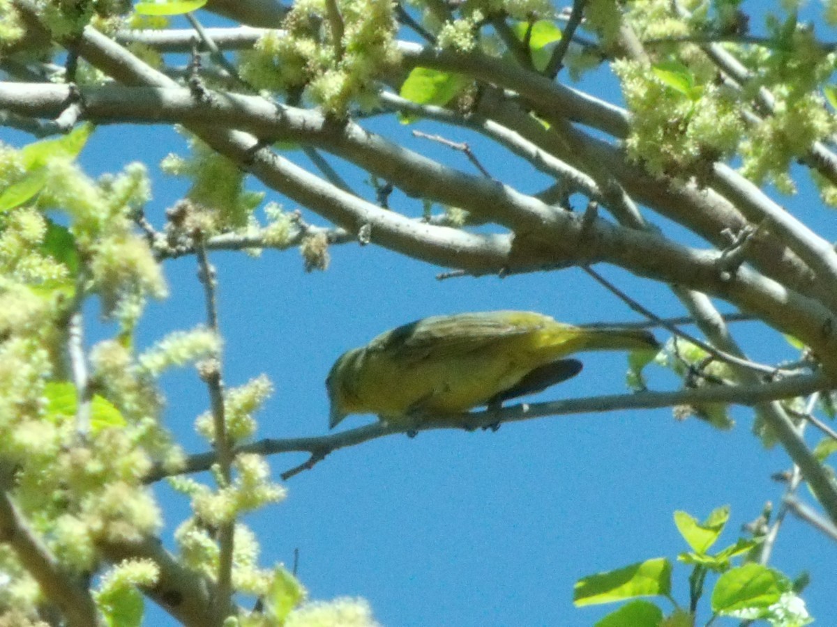 Hepatic Tanager - ML544611091
