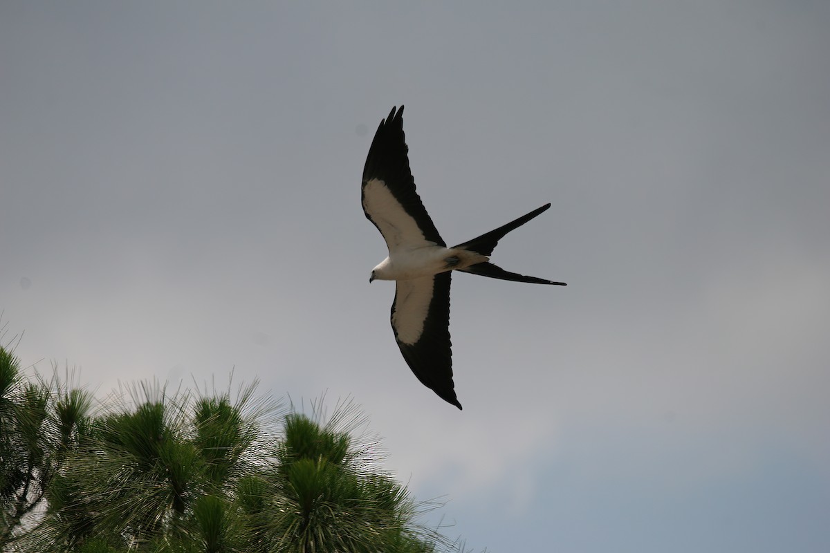 Swallow-tailed Kite - ML544611761