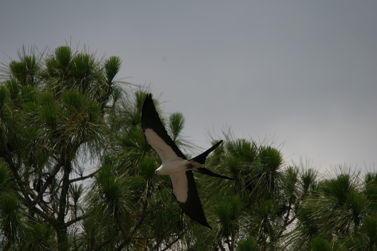Swallow-tailed Kite - ML544611781