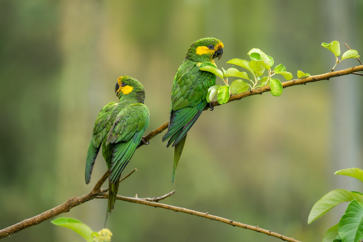 Yellow-eared Parrot - ML544612351