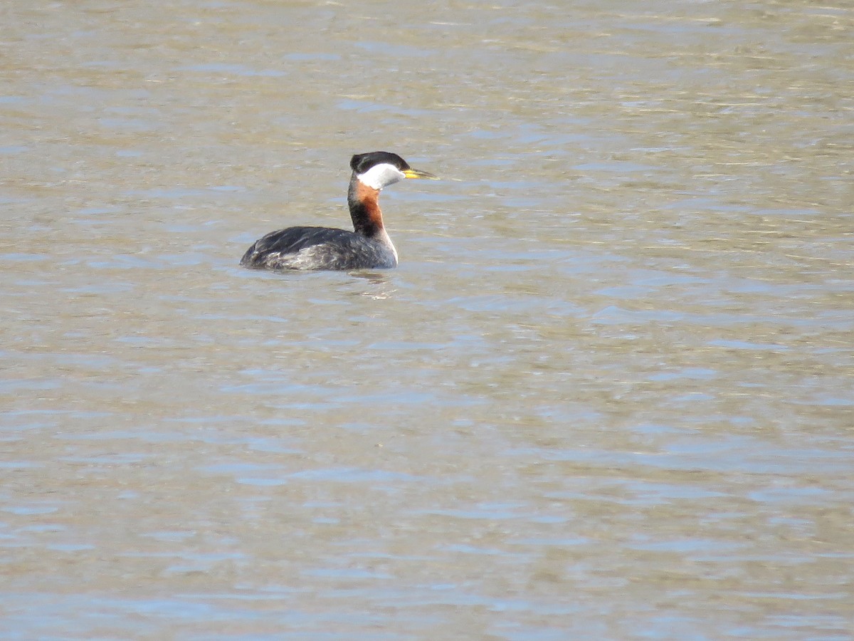 Red-necked Grebe - ML54461241