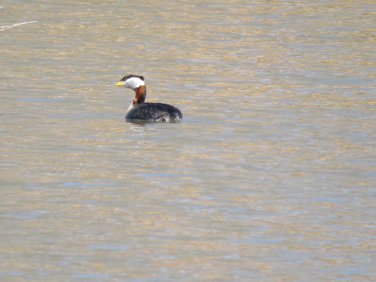 Red-necked Grebe - ML54461261