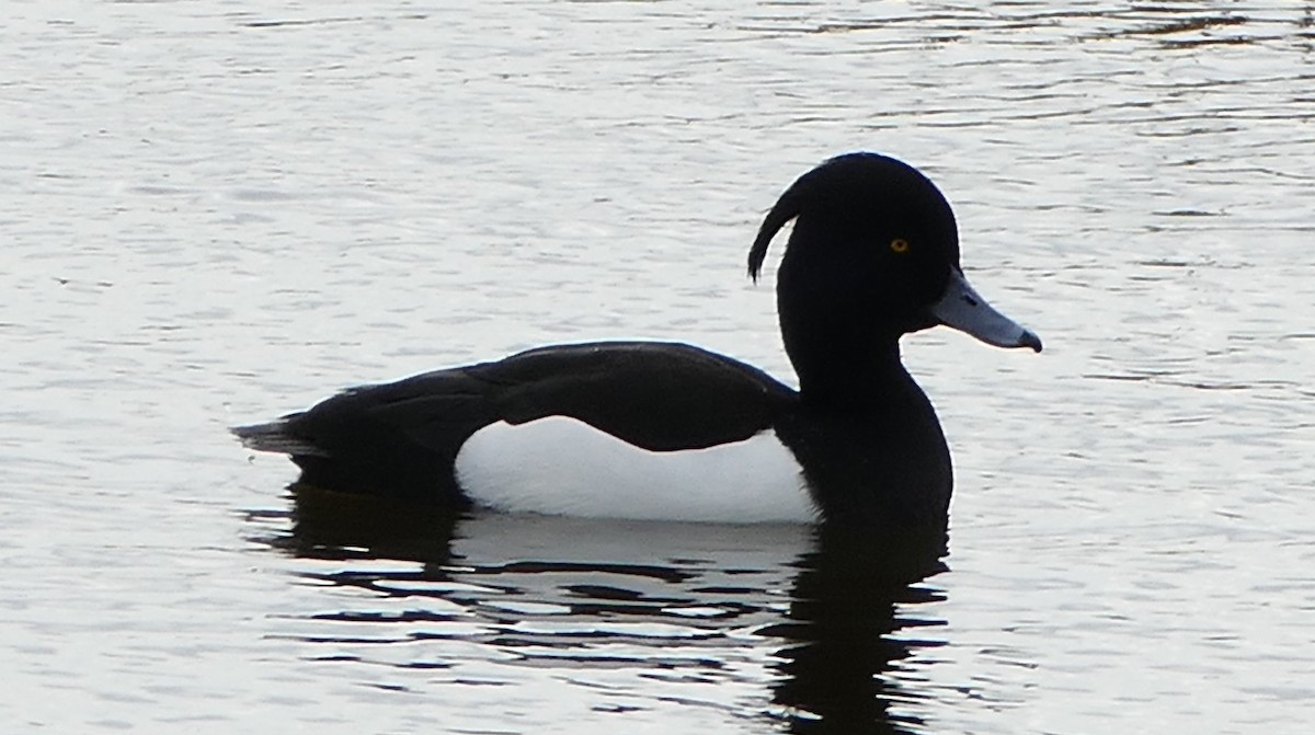 Tufted Duck - ML54461511