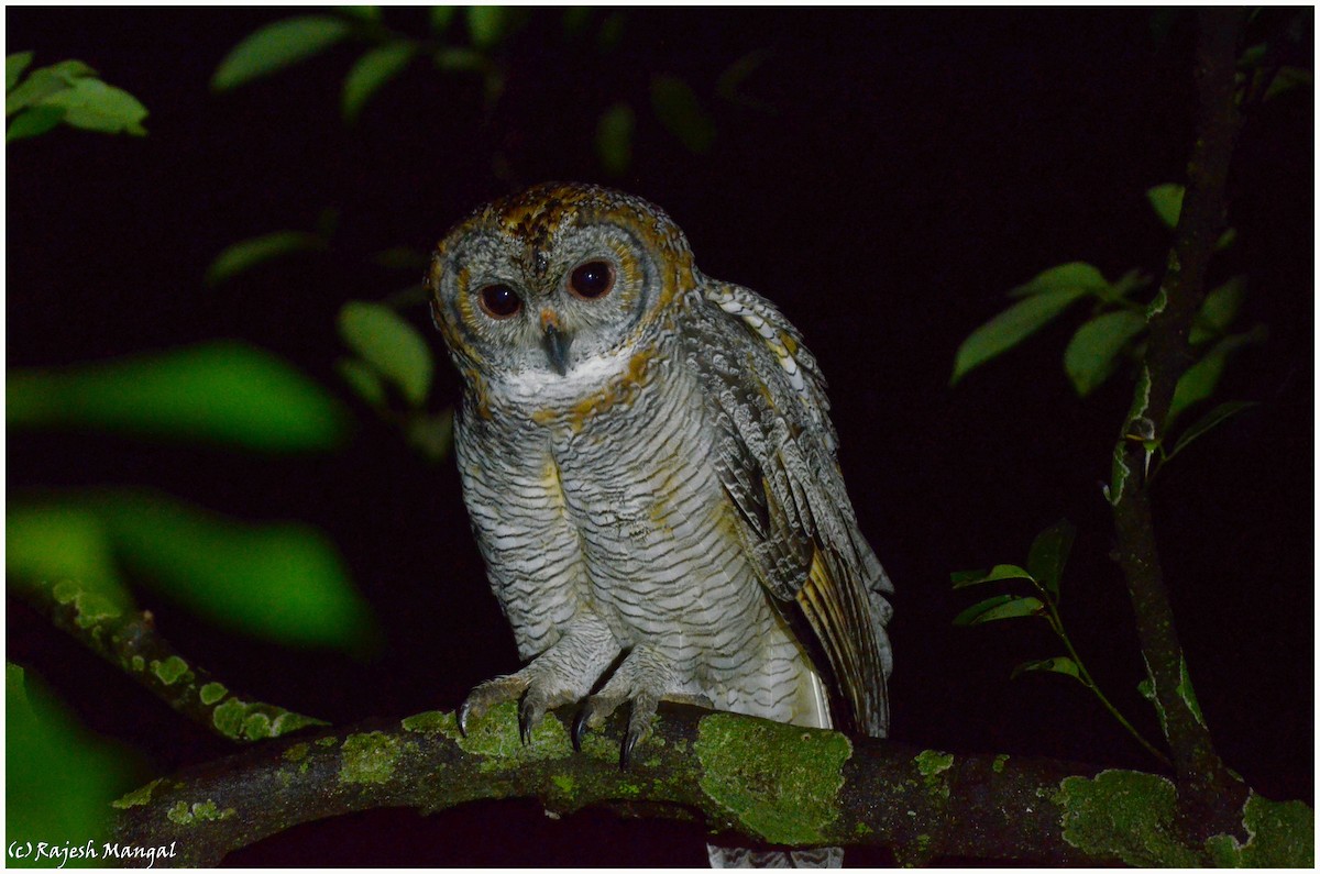 Mottled Wood-Owl - ML544615641