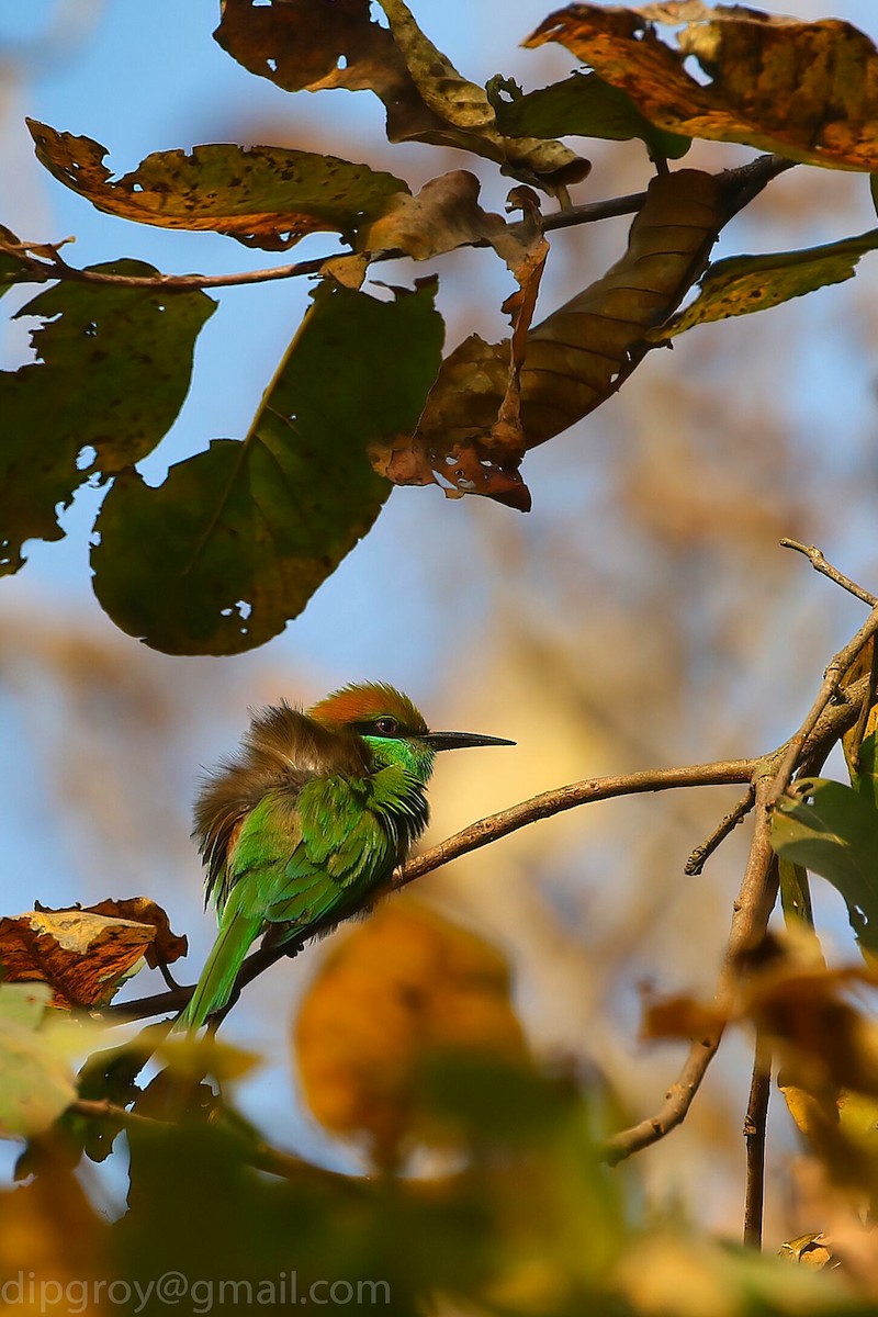 Asian Green Bee-eater - ML544615831