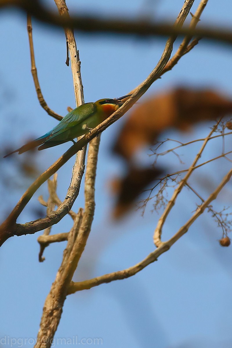 Blue-tailed Bee-eater - ML544615891
