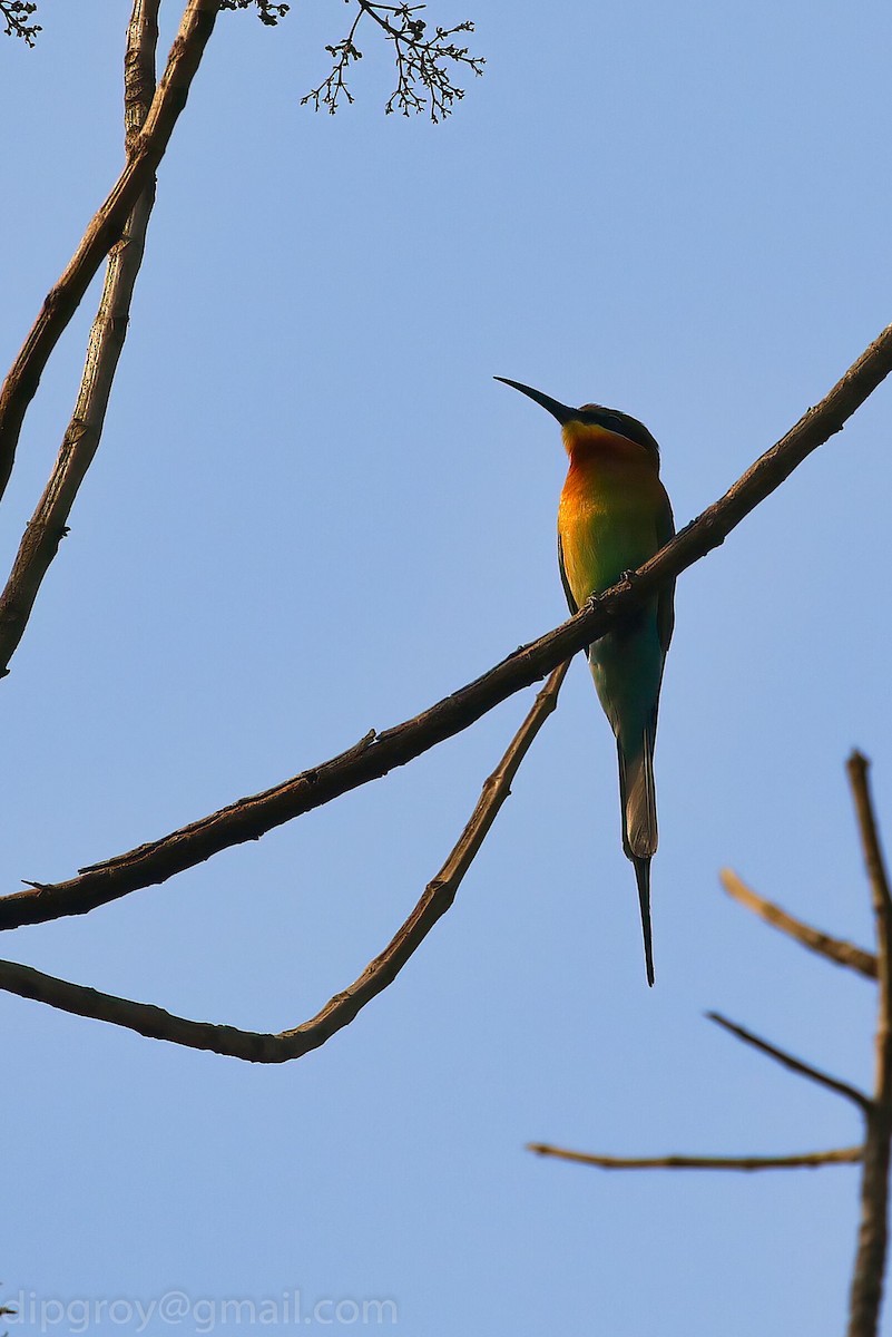 Blue-tailed Bee-eater - ML544615901
