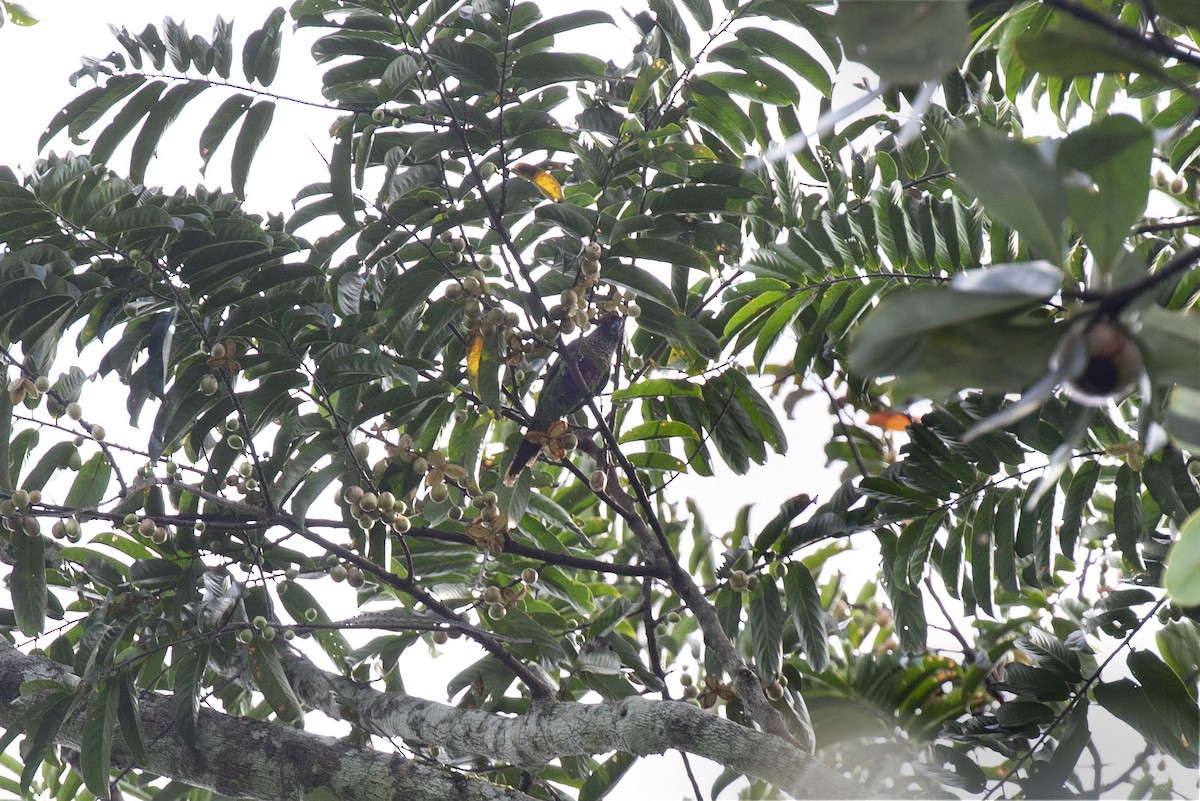 pyrura modročelý (ssp. picta) - ML544616301