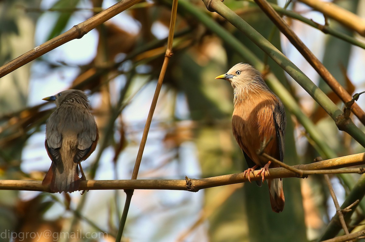 Chestnut-tailed Starling - ML544616331