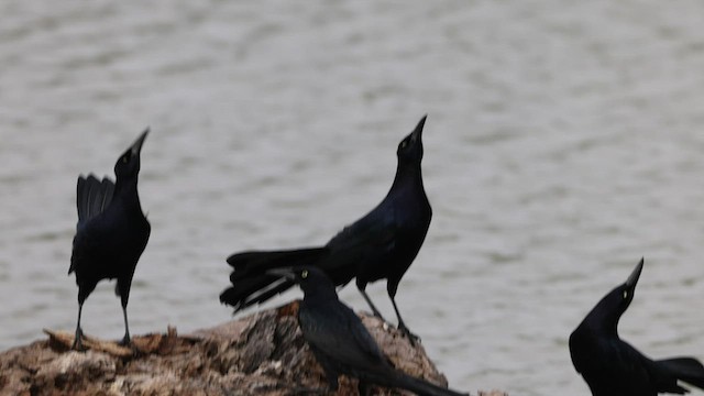 Great-tailed Grackle - ML544616891