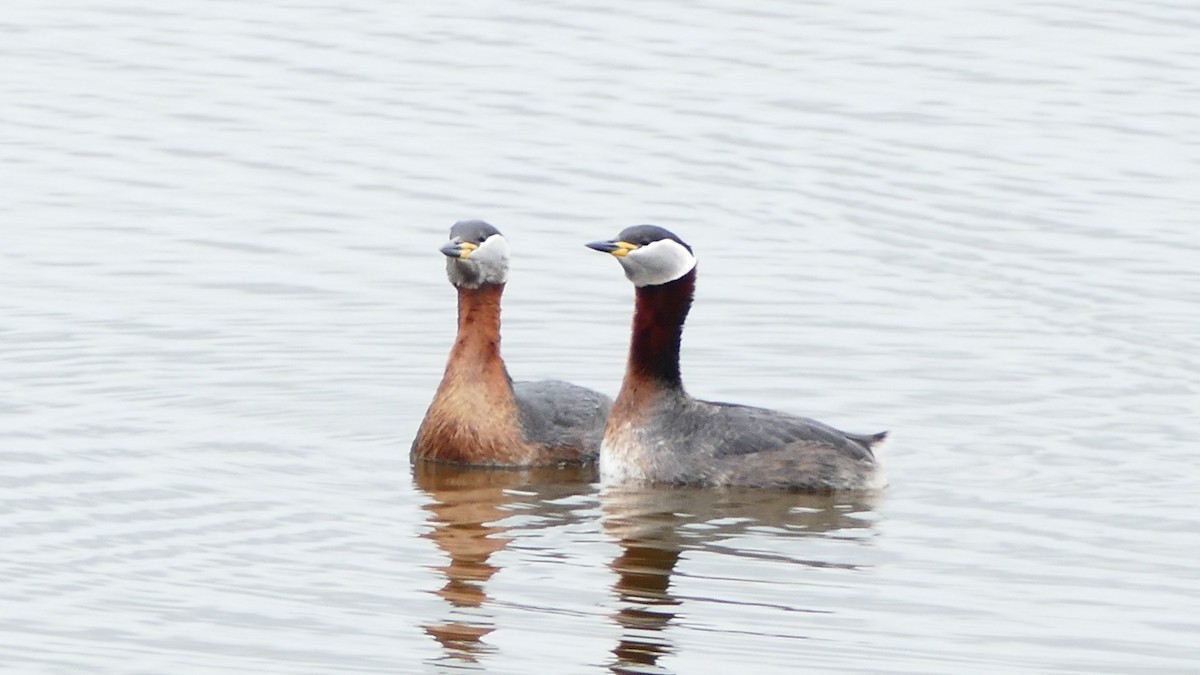 Red-necked Grebe - ML54461721