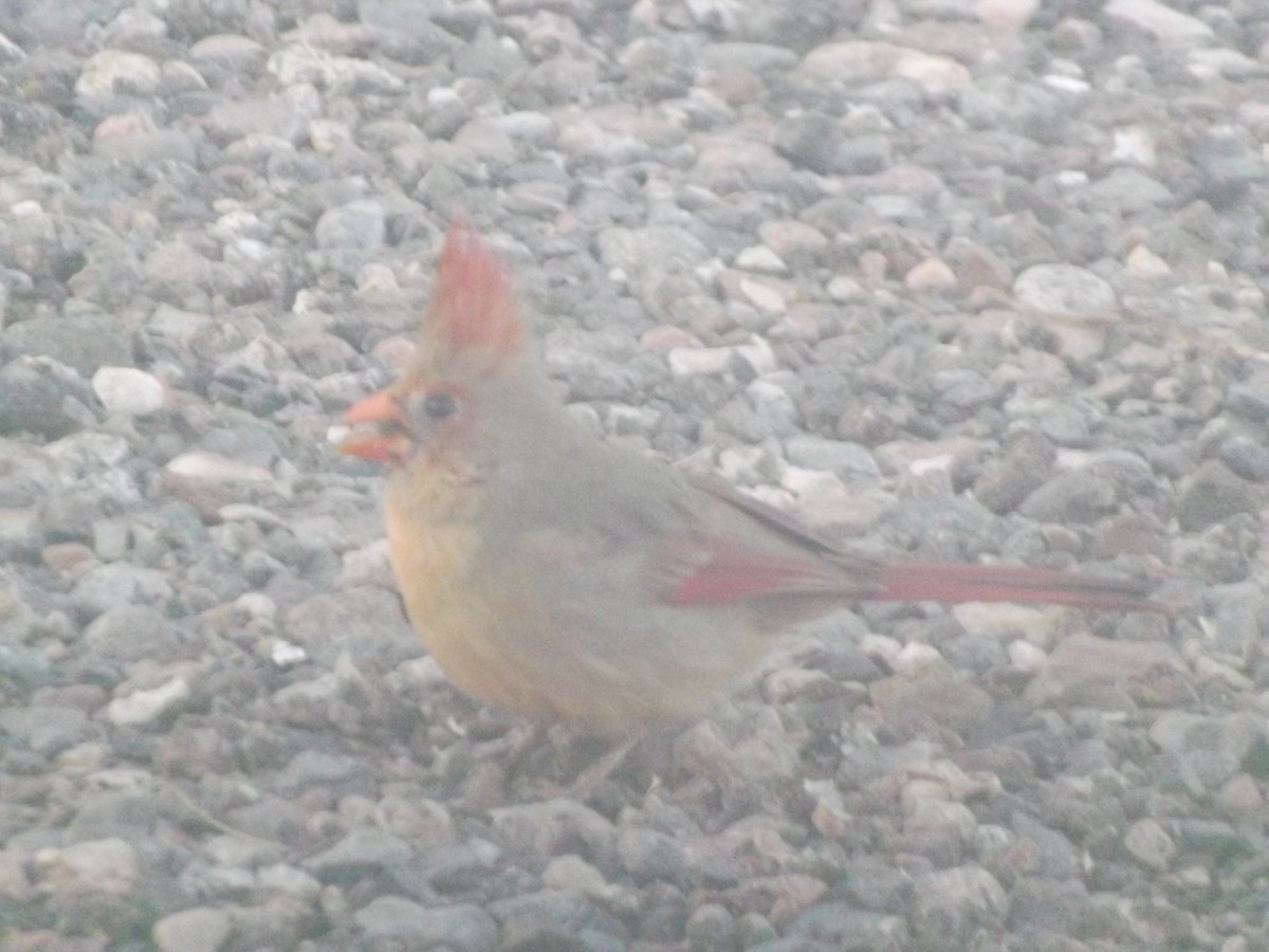 Cardinal rouge ou C. pyrrhuloxia - ML544617261