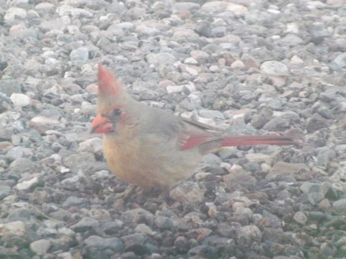 Cardinal rouge ou C. pyrrhuloxia - ML544617441