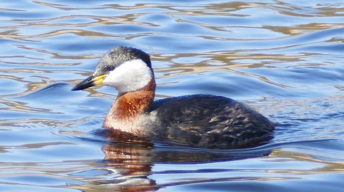 Red-necked Grebe - ML54461761