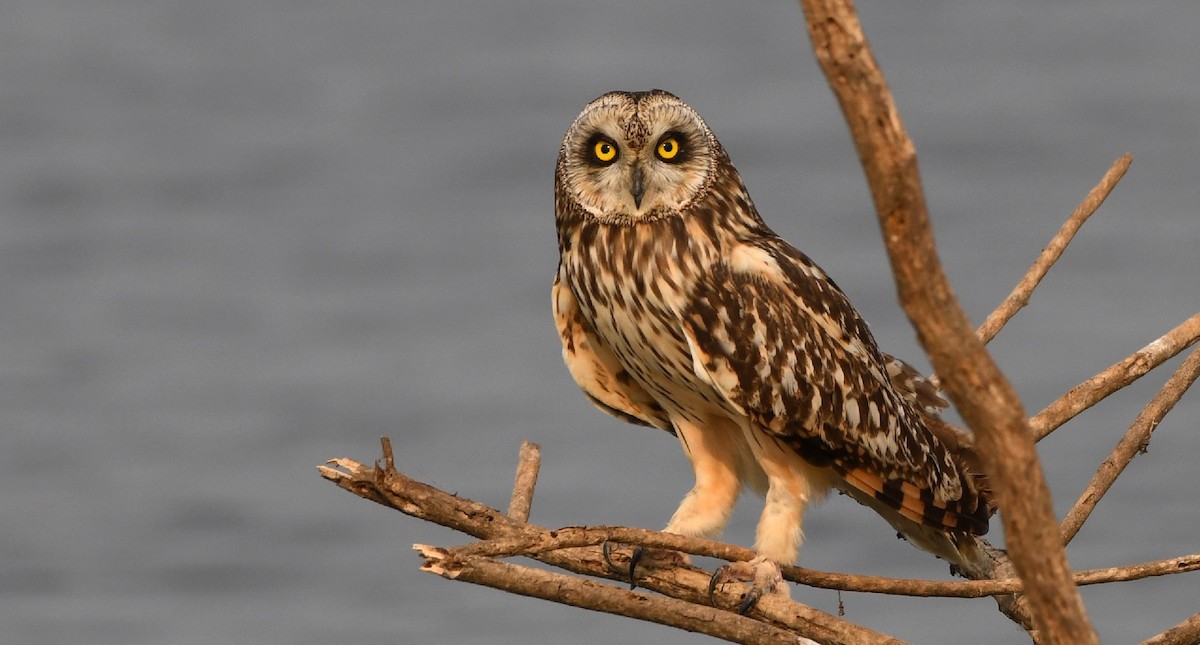 Short-eared Owl - Yoganand K