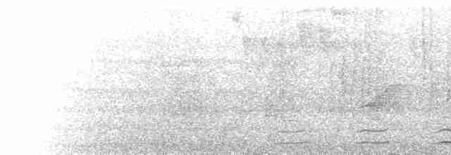  - Black-tailed Trogon (Large-tailed)