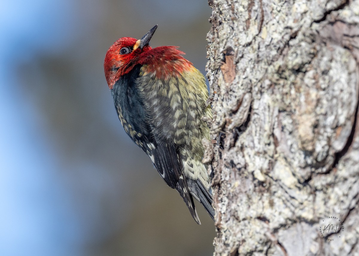 Red-breasted Sapsucker - ML544624031